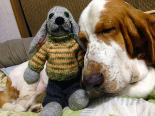 Illustration for article titled All 2013 Lazy HAL The Basset Hound Charmed Me To Death